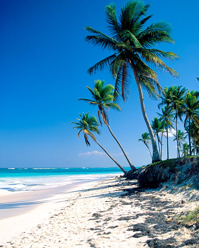 Palm Tree Beach