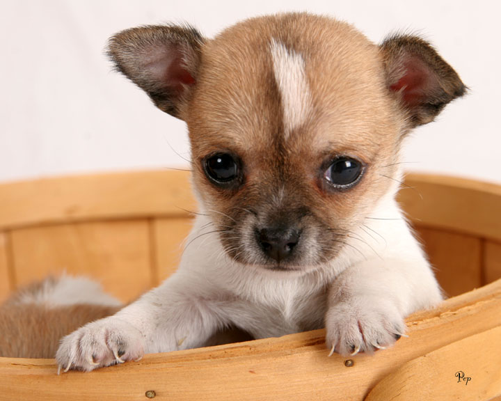 Chihuahua Puppies Pictures