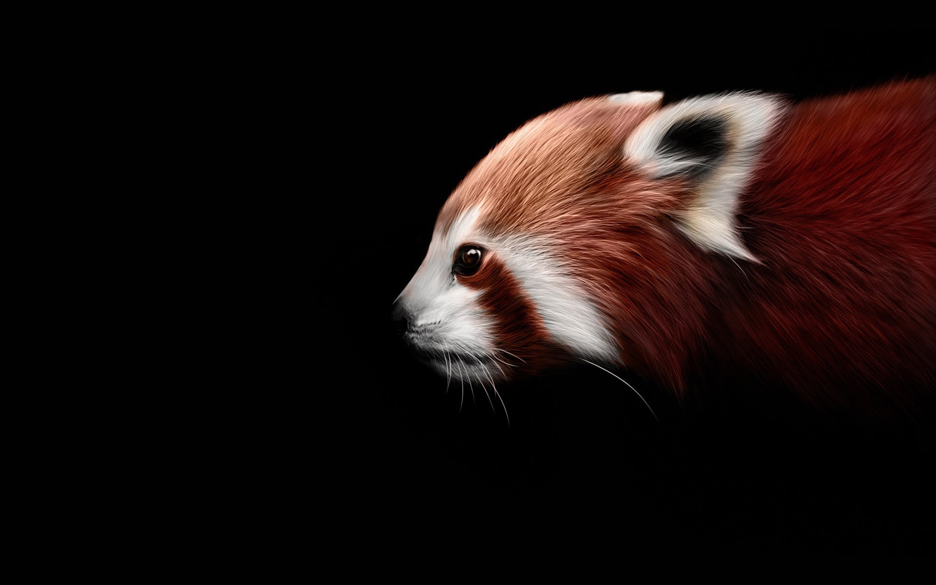 Red Panda Wallpaper