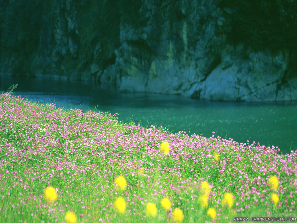 HD Wallpaper Very Pretty River Flowers Summer Nature By