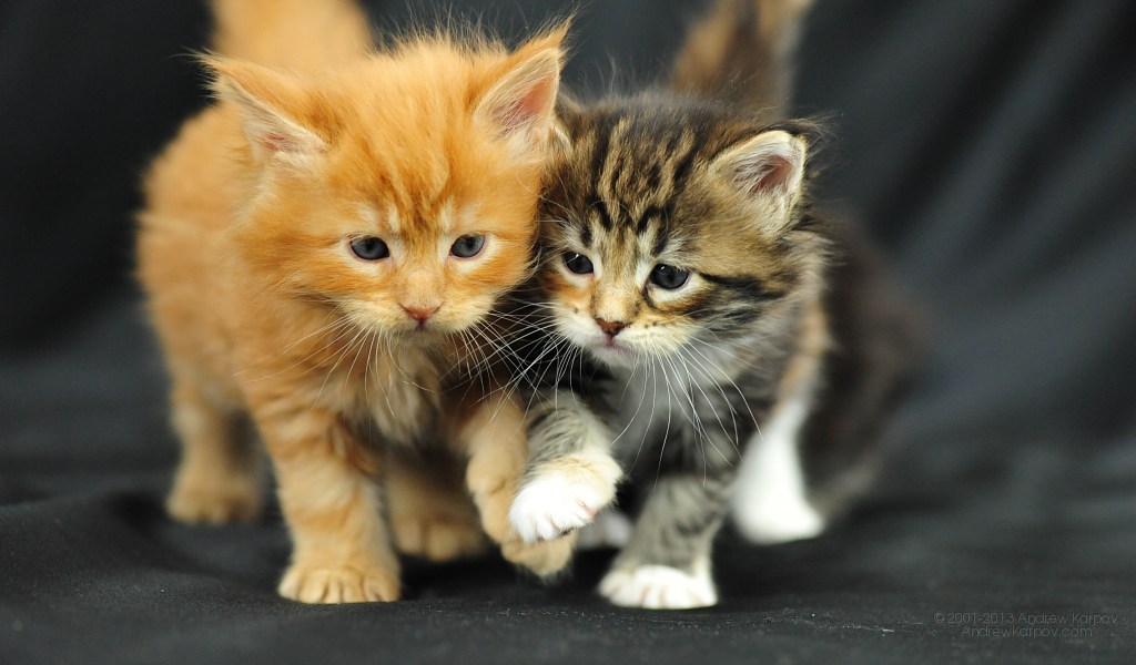 Cat Kittens For Sale Wallpaper Maine Coon Cats Free Desktop Wallpaper
