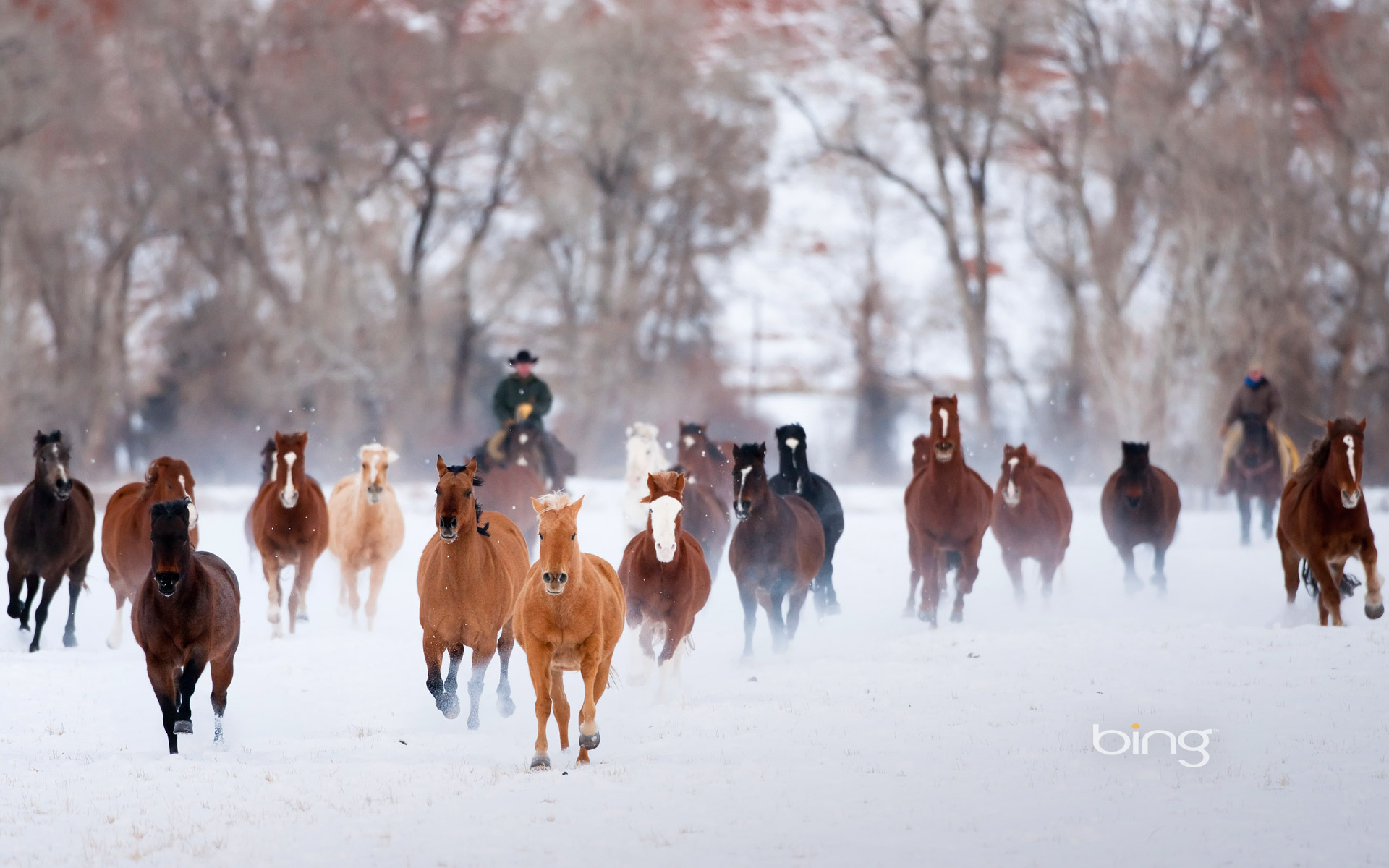 Winter Horses Bing Wallpaper by Phebomenon on