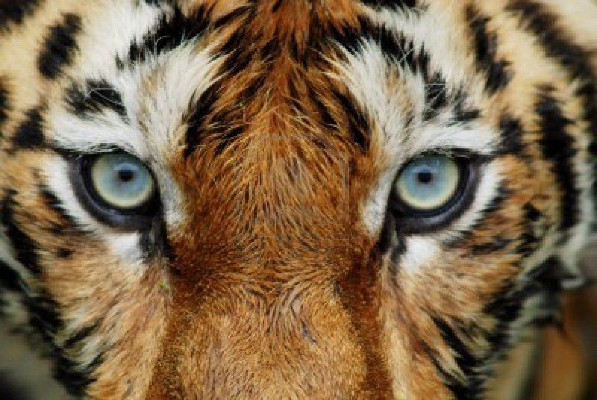 Tiger Wallpaper Close Face HD