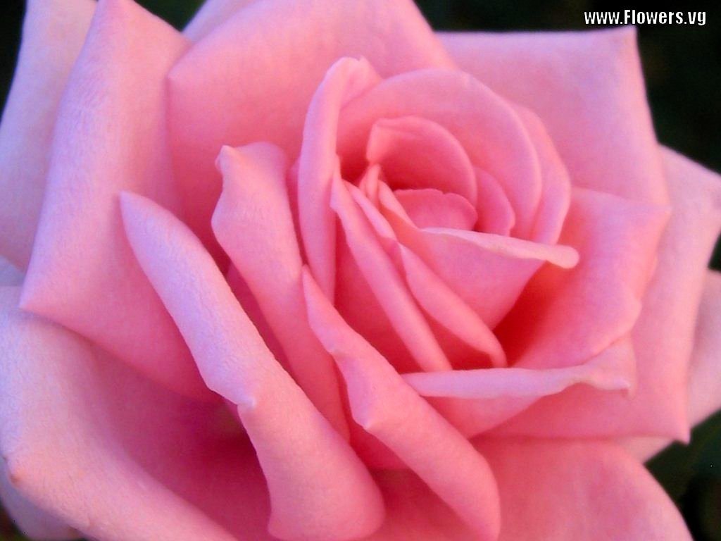 Bright Pink Rose Flower Wallpaper Pictures Wallpoop The