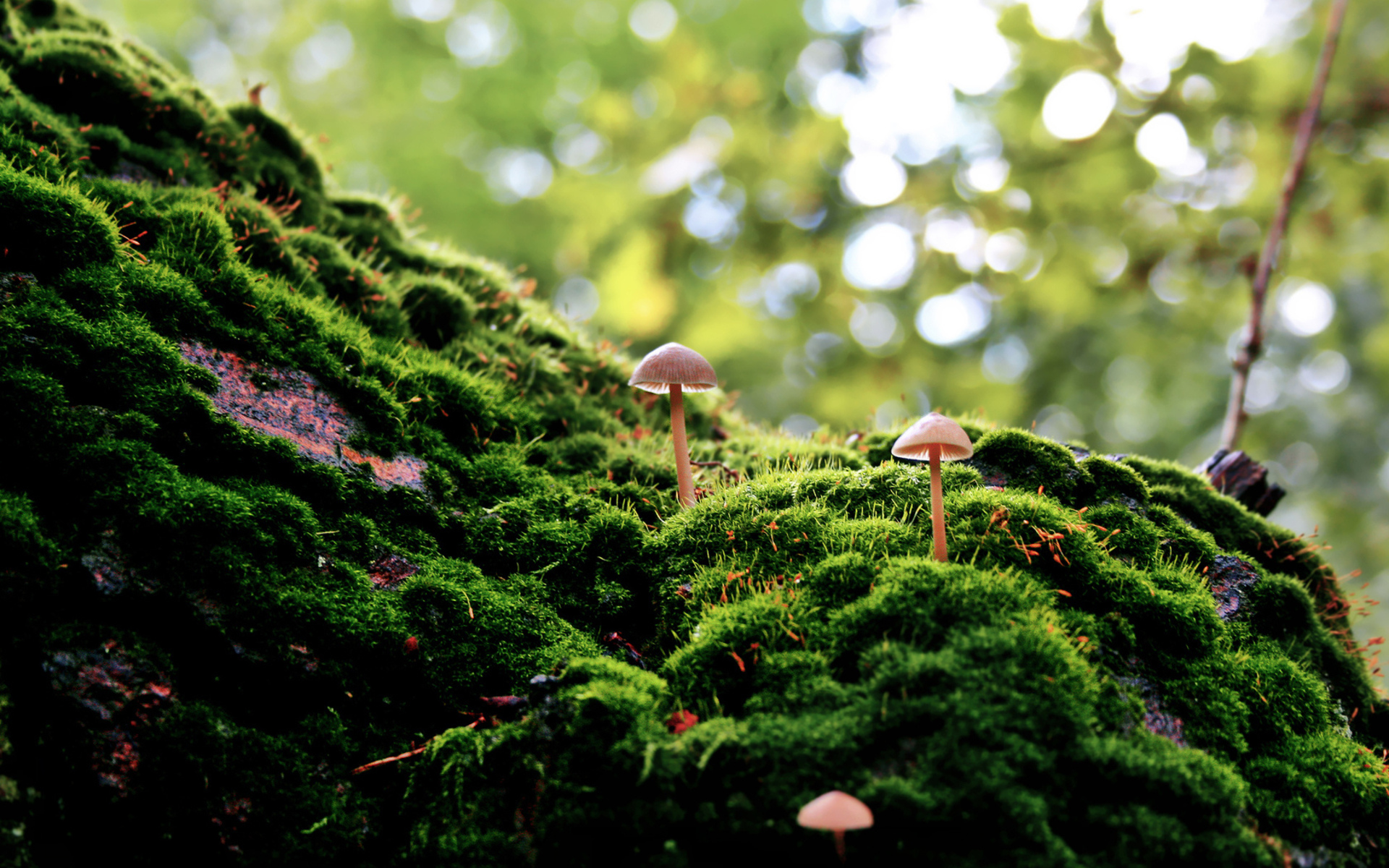 Tiny Mushrooms Growing Through The Forest Moss HD Wallpaper
