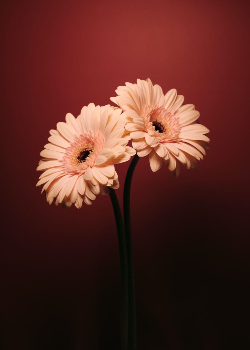 pink and white flower in close up photography photo Free Image