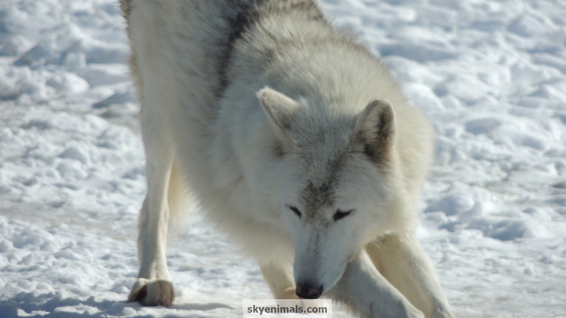 Stretching Gray Wolf Wallpaper Image