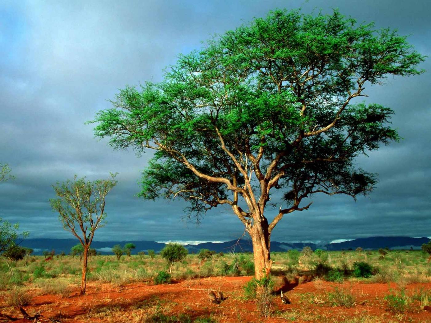 Nature Tree Landscape In African Pictures