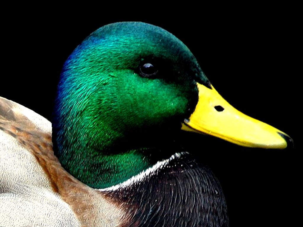 Mallard Duck Wallpaper