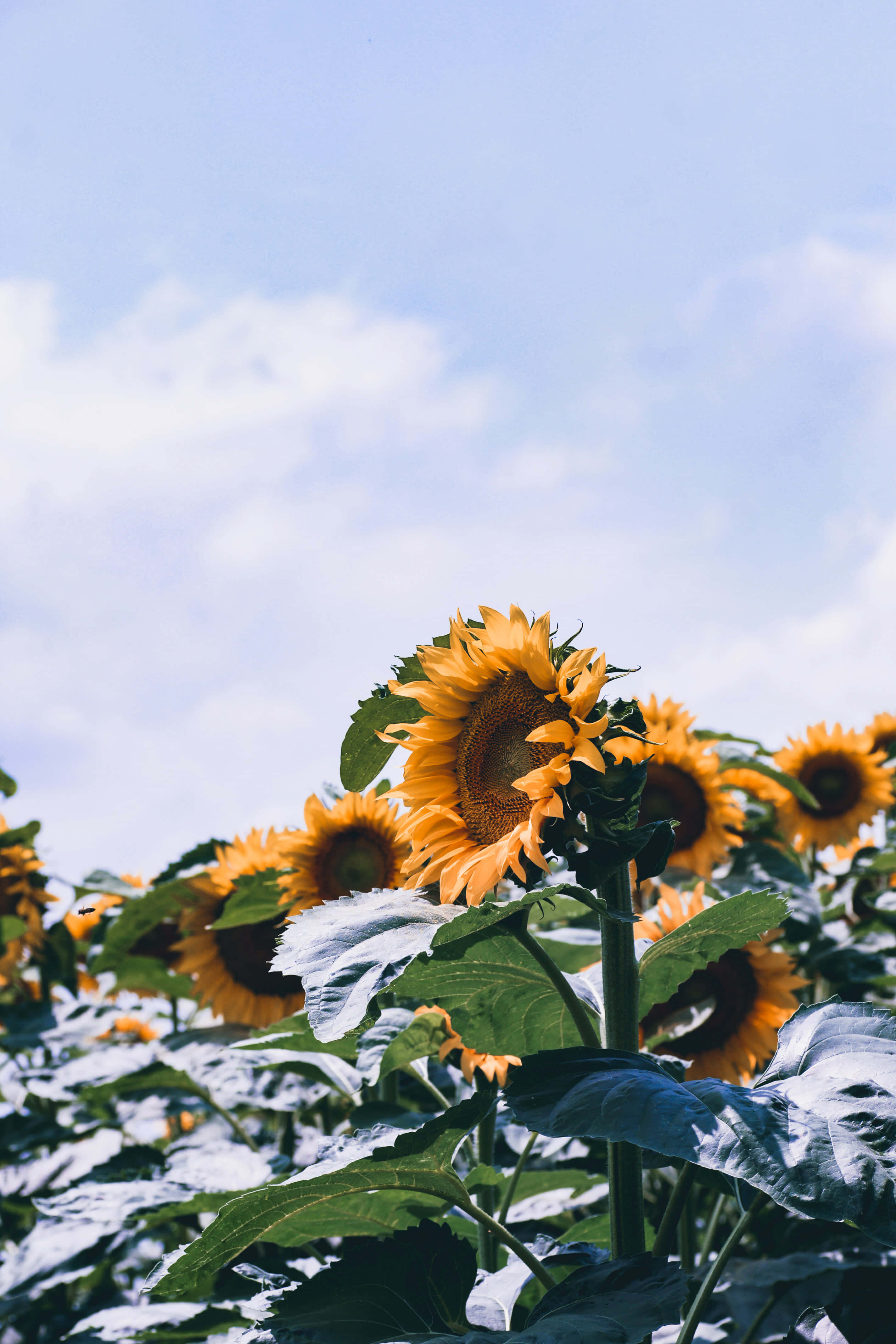 Enjoy The Beautiful Sunflower Aesthetic On Your iPhone Wallpaper