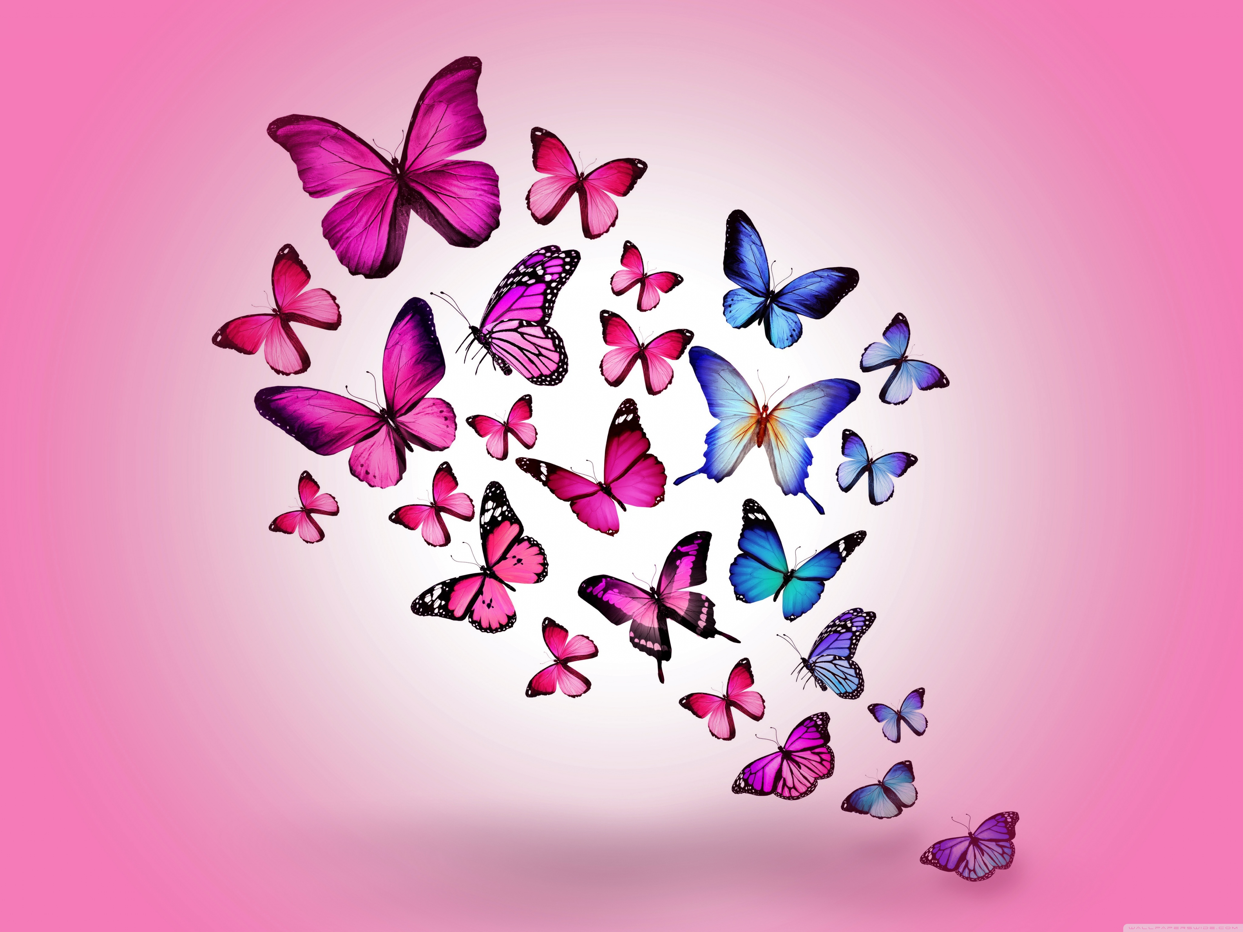 high resolution butterflies