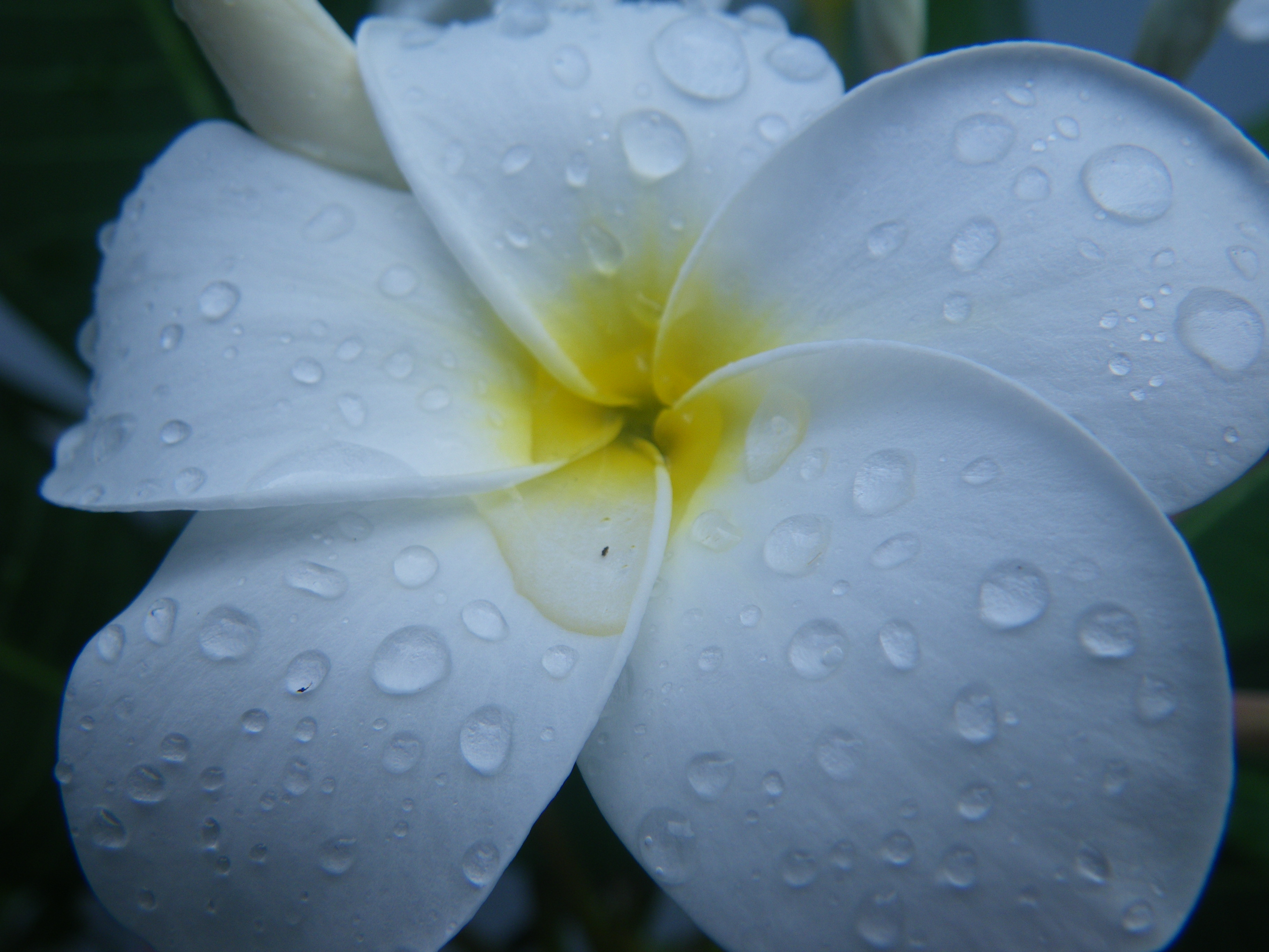 Hawaiian Flowers Plumeria Simplistic Thoughts