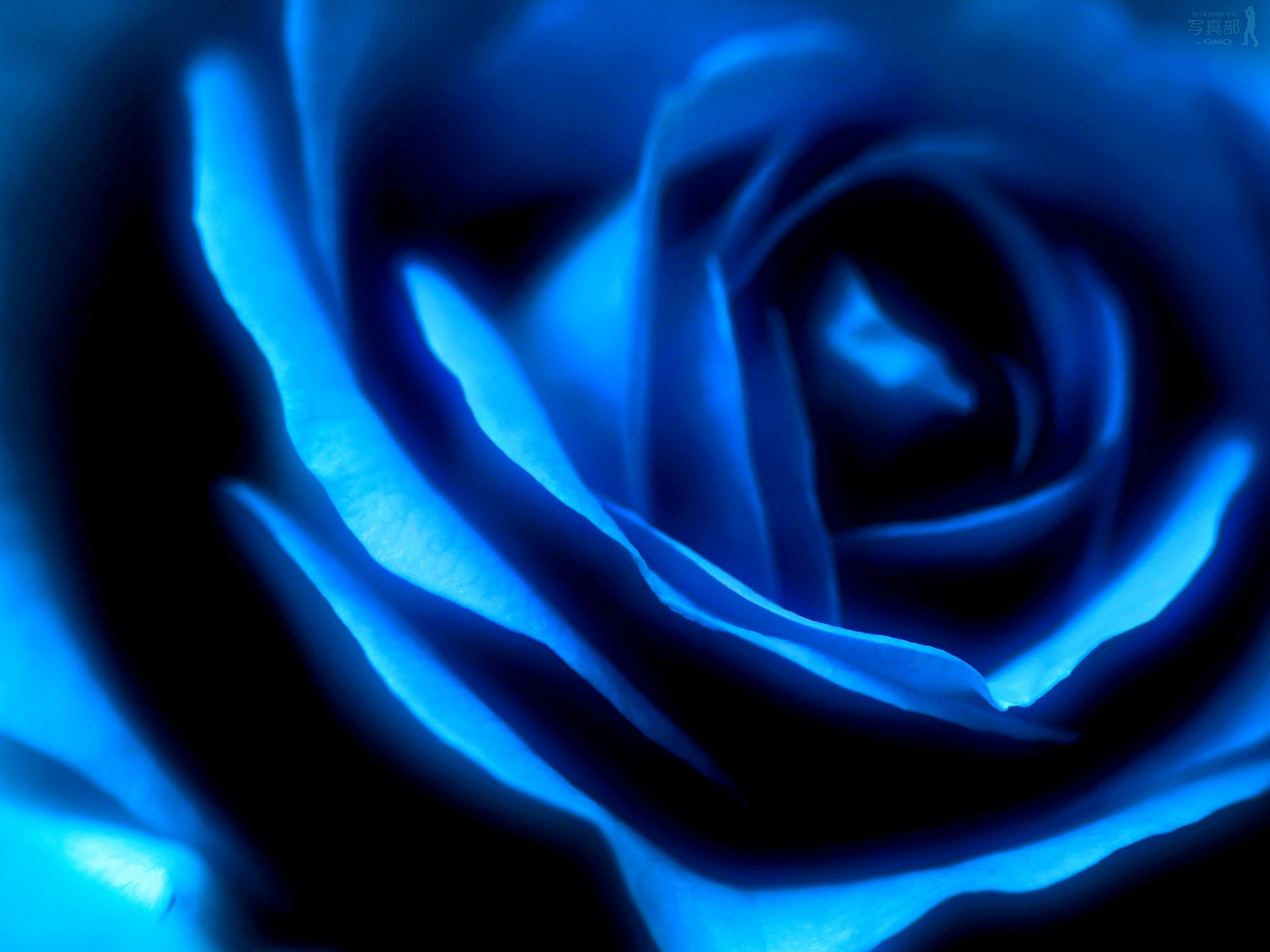 Blue Rose High Definition Wallpaper Photos For Desktop