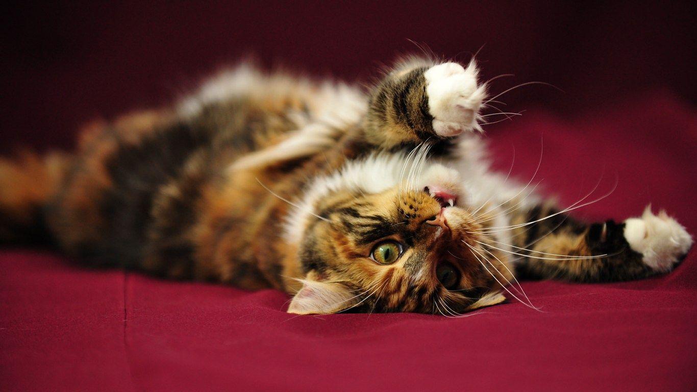 Maine Coon Wallpapers