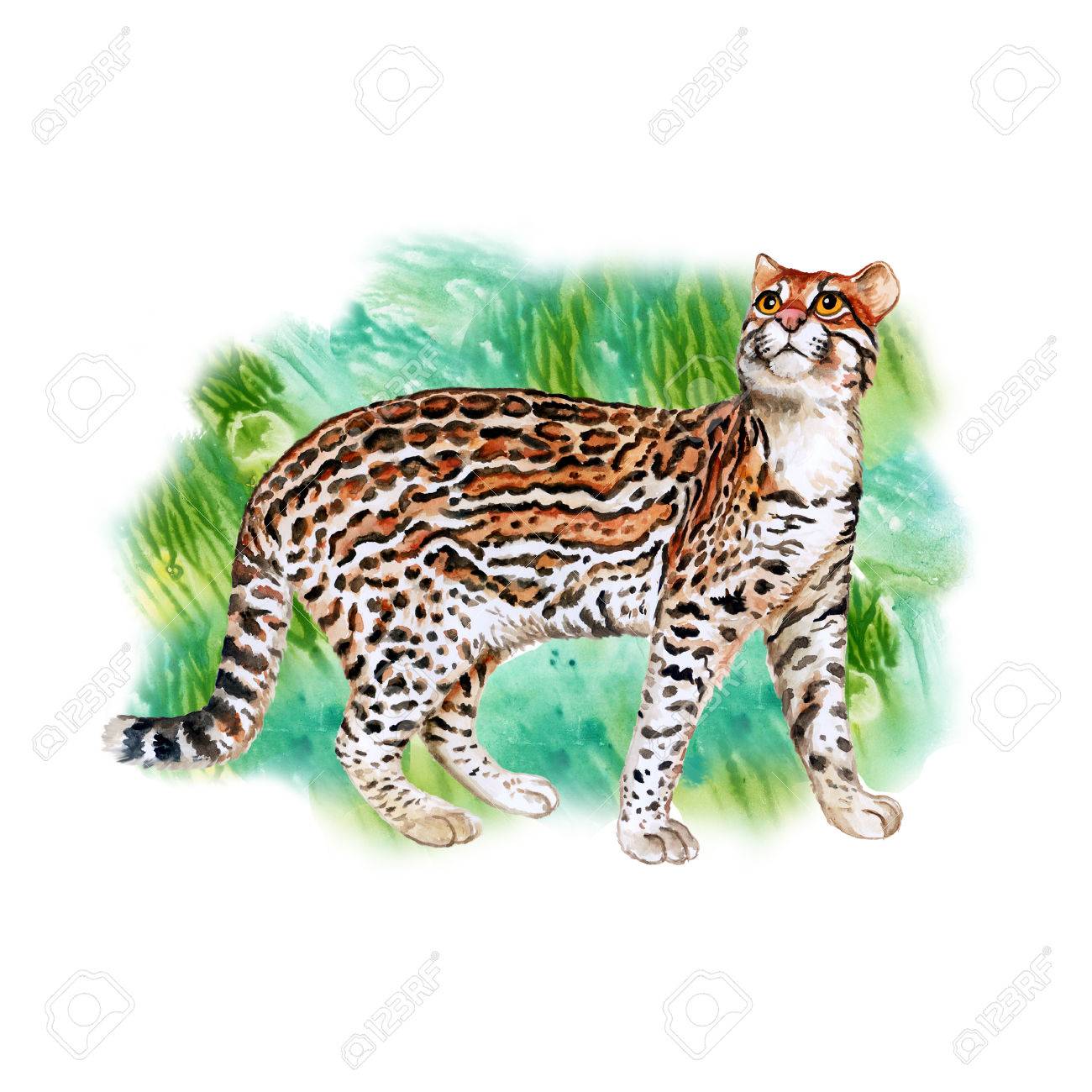 Watercolor Portrait Of Ocelot Cat With Dots Stripes Isolated 1300x1300