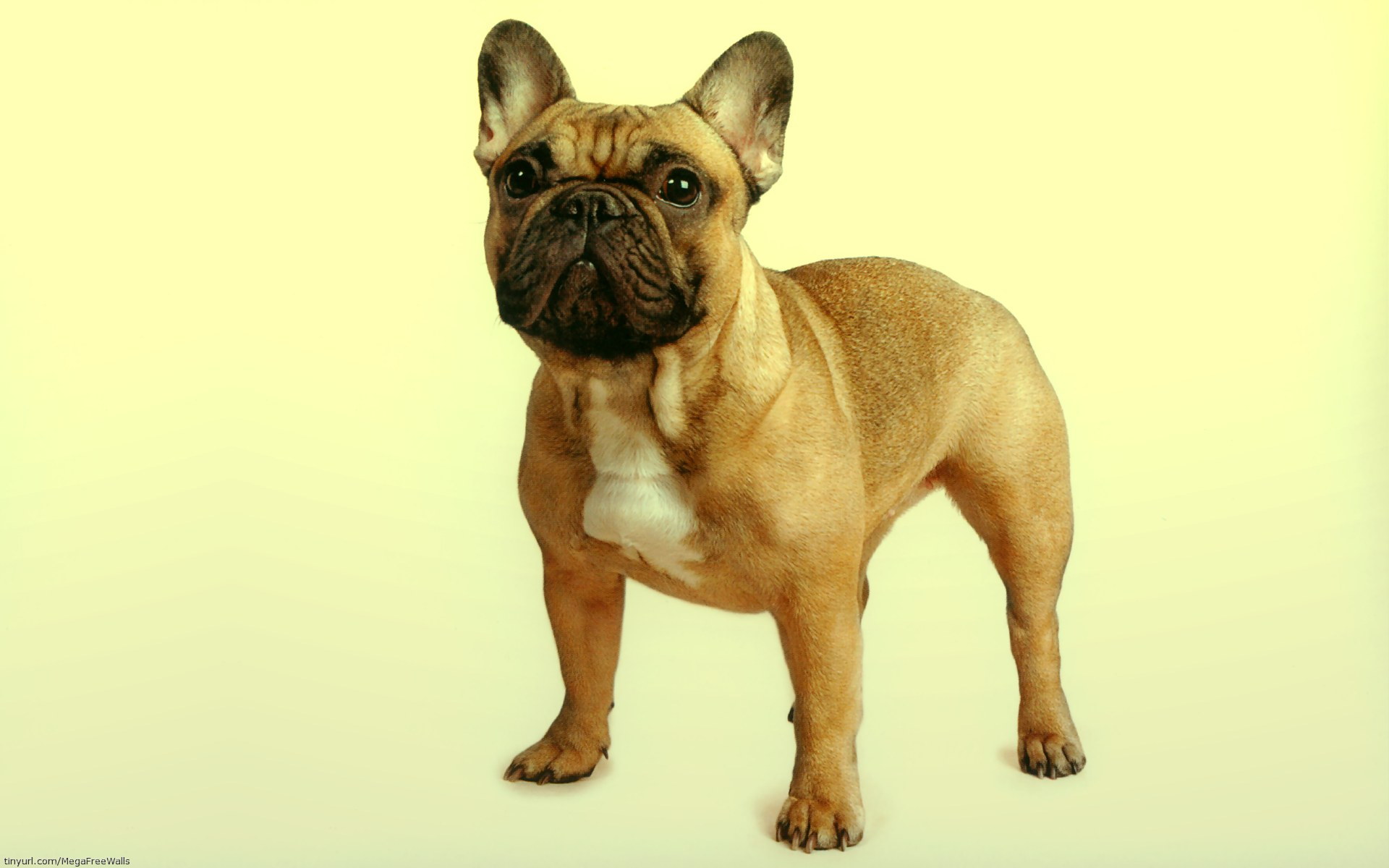 French Bulldog Computer Wallpaper Desktop Background