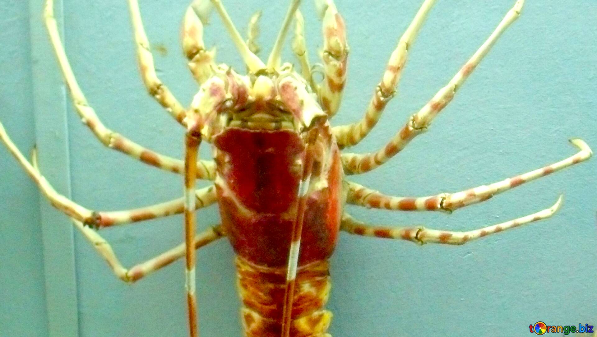 Cover Spiny Lobster Wallpaper