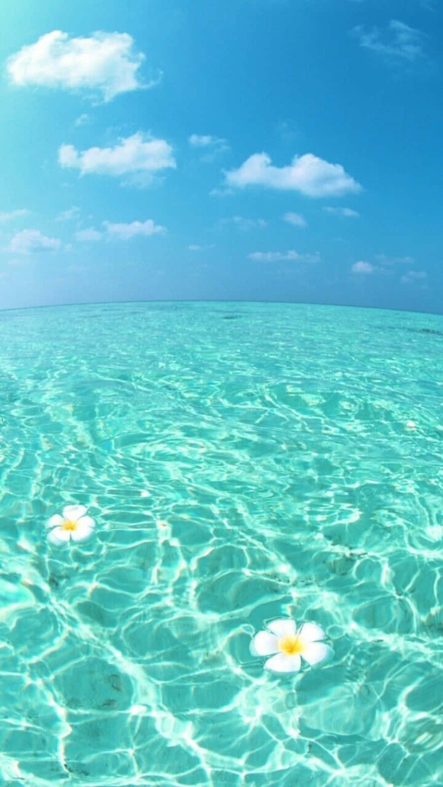 A Clear Blue Ocean With White Flowers Floating In The