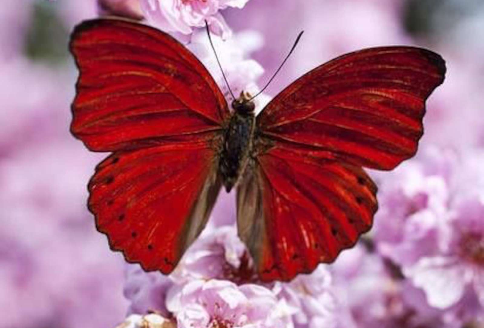 Red Butterfly Wallpaper - WallpaperSafari