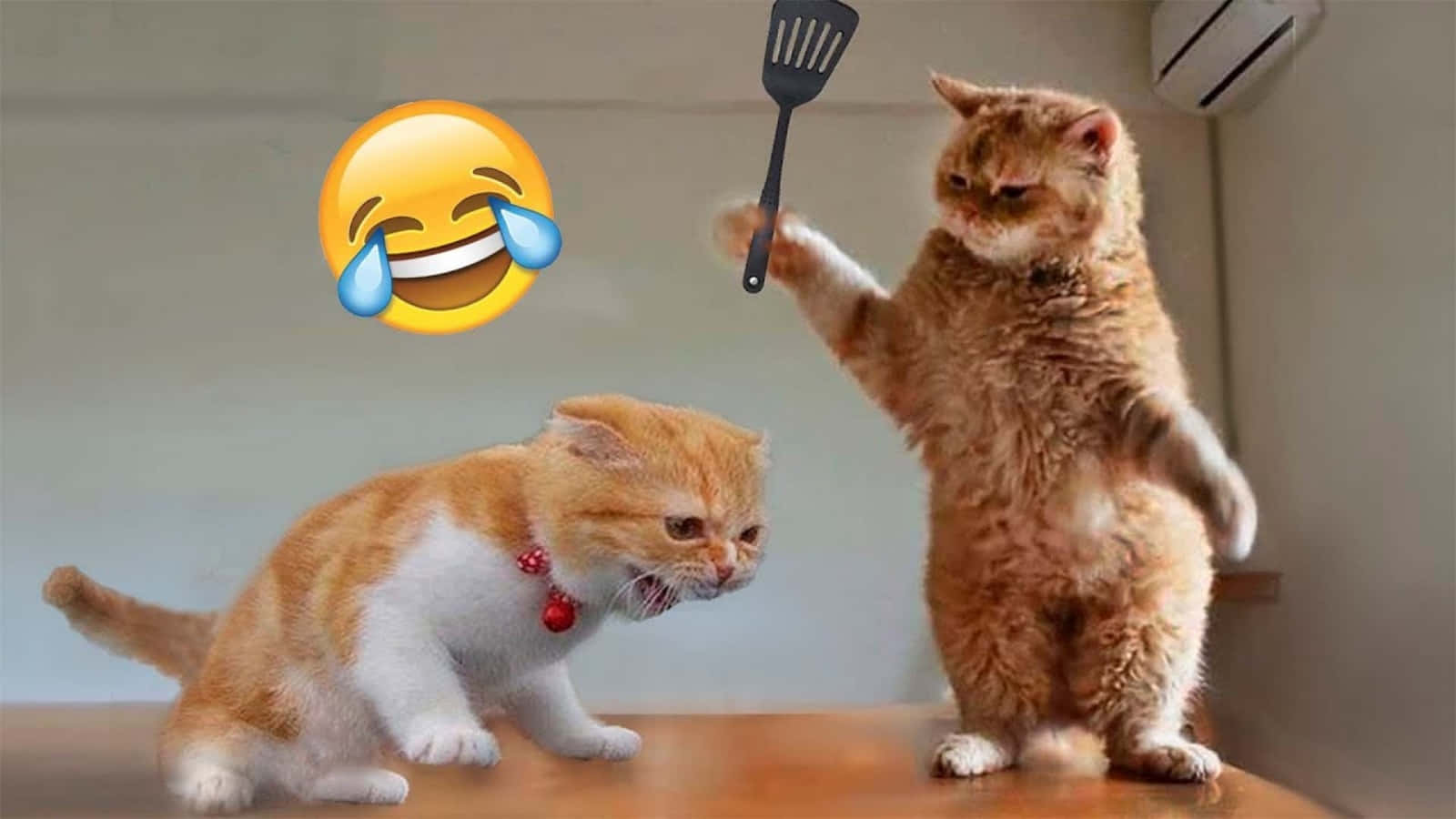 Cat Meme Picture Wallpaper