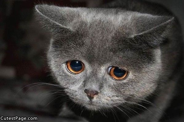 Kitty Is So Sad All Cute Pictures 598x398