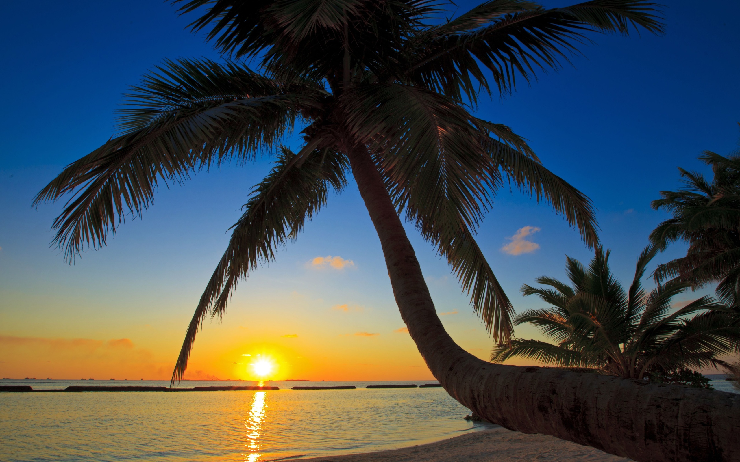 Sunset sea palm trees beaches wallpaper 2560x1600 74863