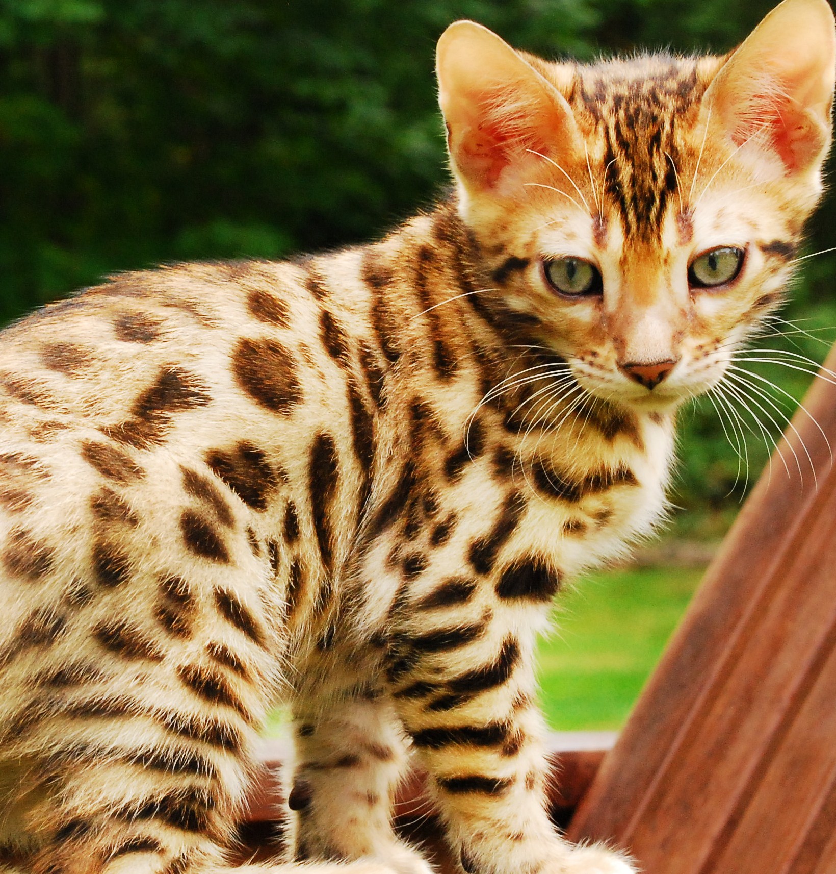 Cute Kittens Image Bengal HD Wallpaper And Background
