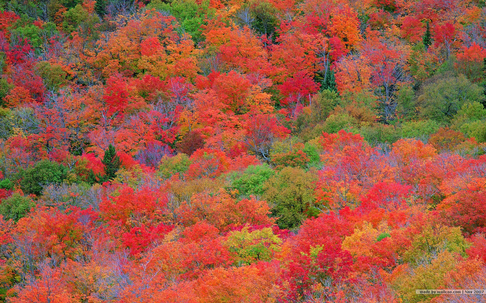 Fall leaves wallpapers   vivid foliage wallpapers 16801050 NO22