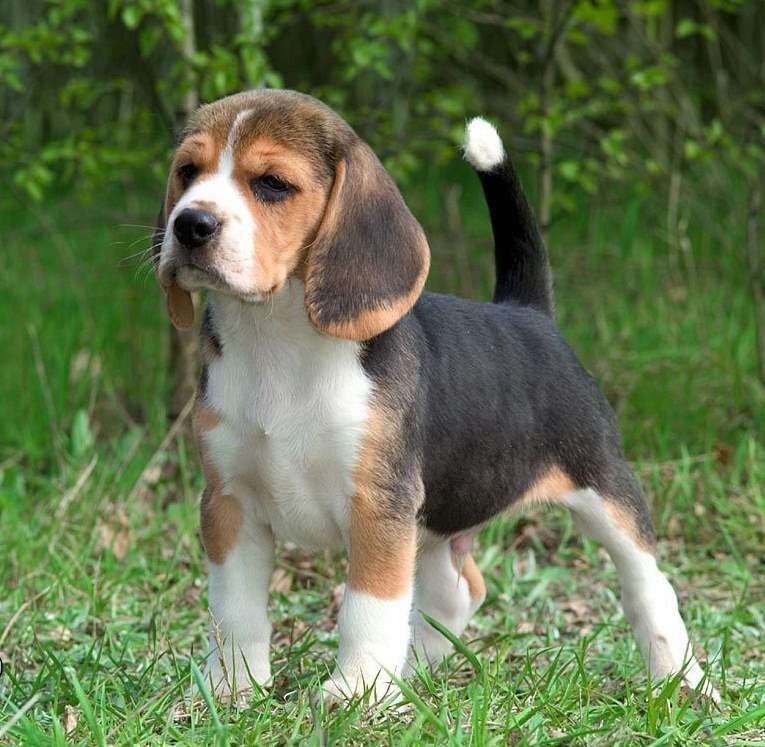American Foxhound Puppy Standing On Grass Puppies Wallpaper Picture