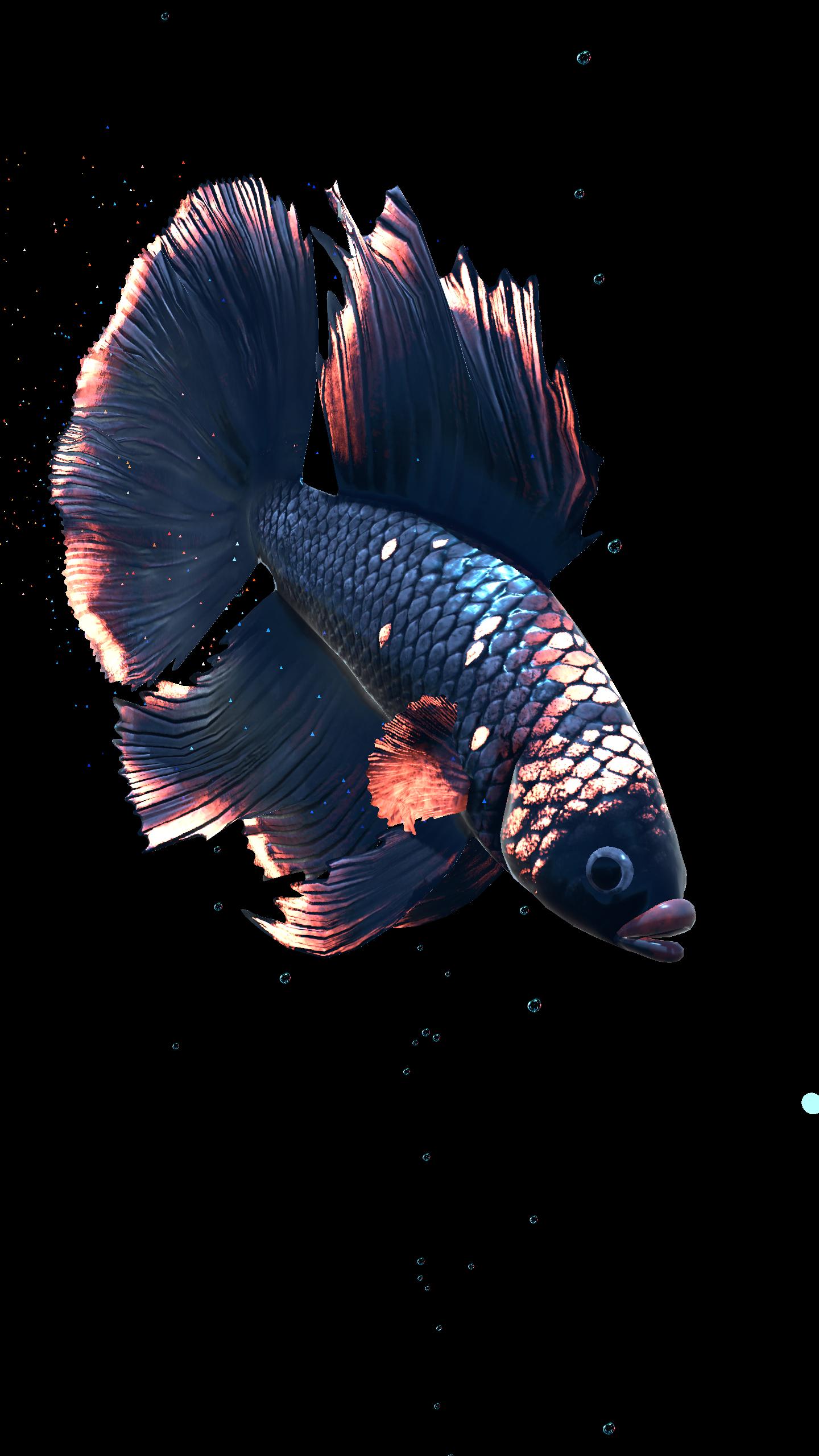 Betta Fish Live Wallpaper For Android Apk