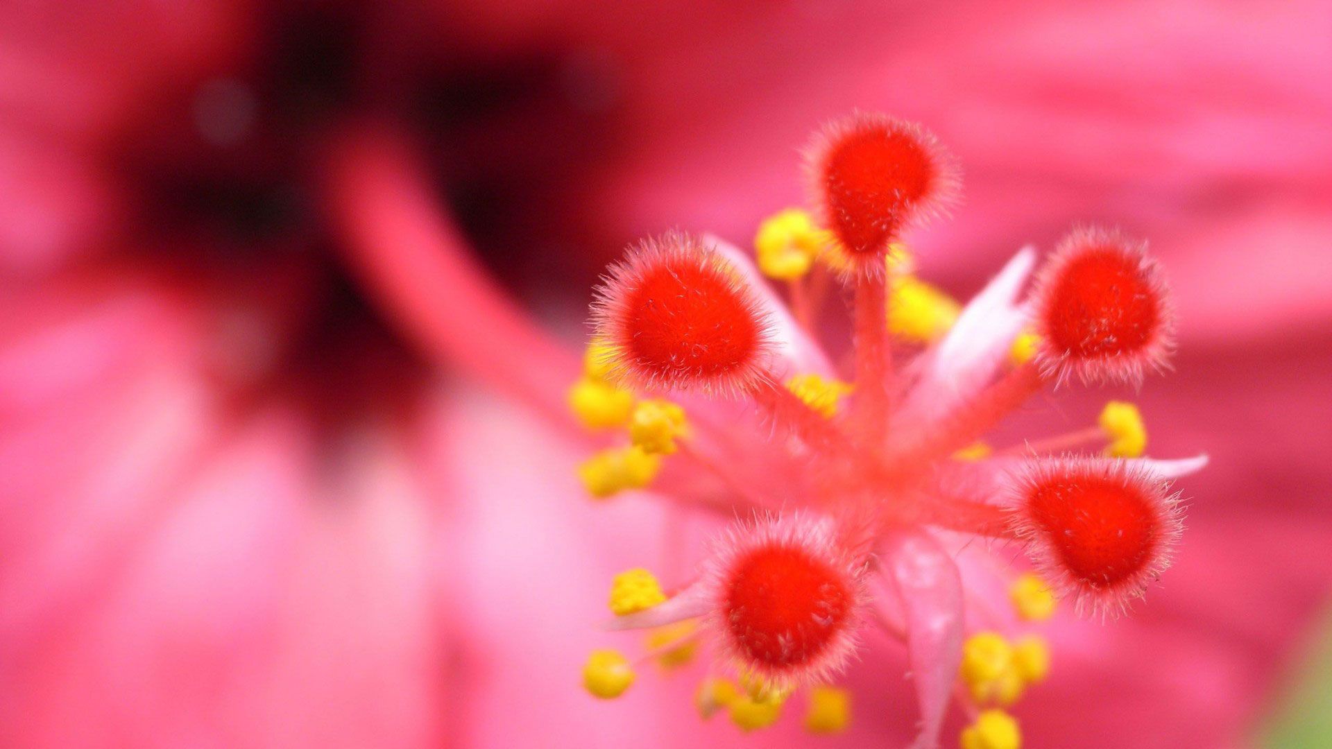 HD Pics Photos Very Attractive Hibiscus Flower Macro Nature