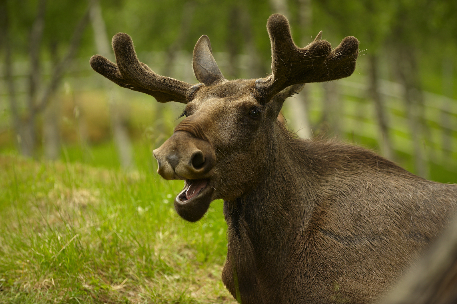 Moose Wallpaper