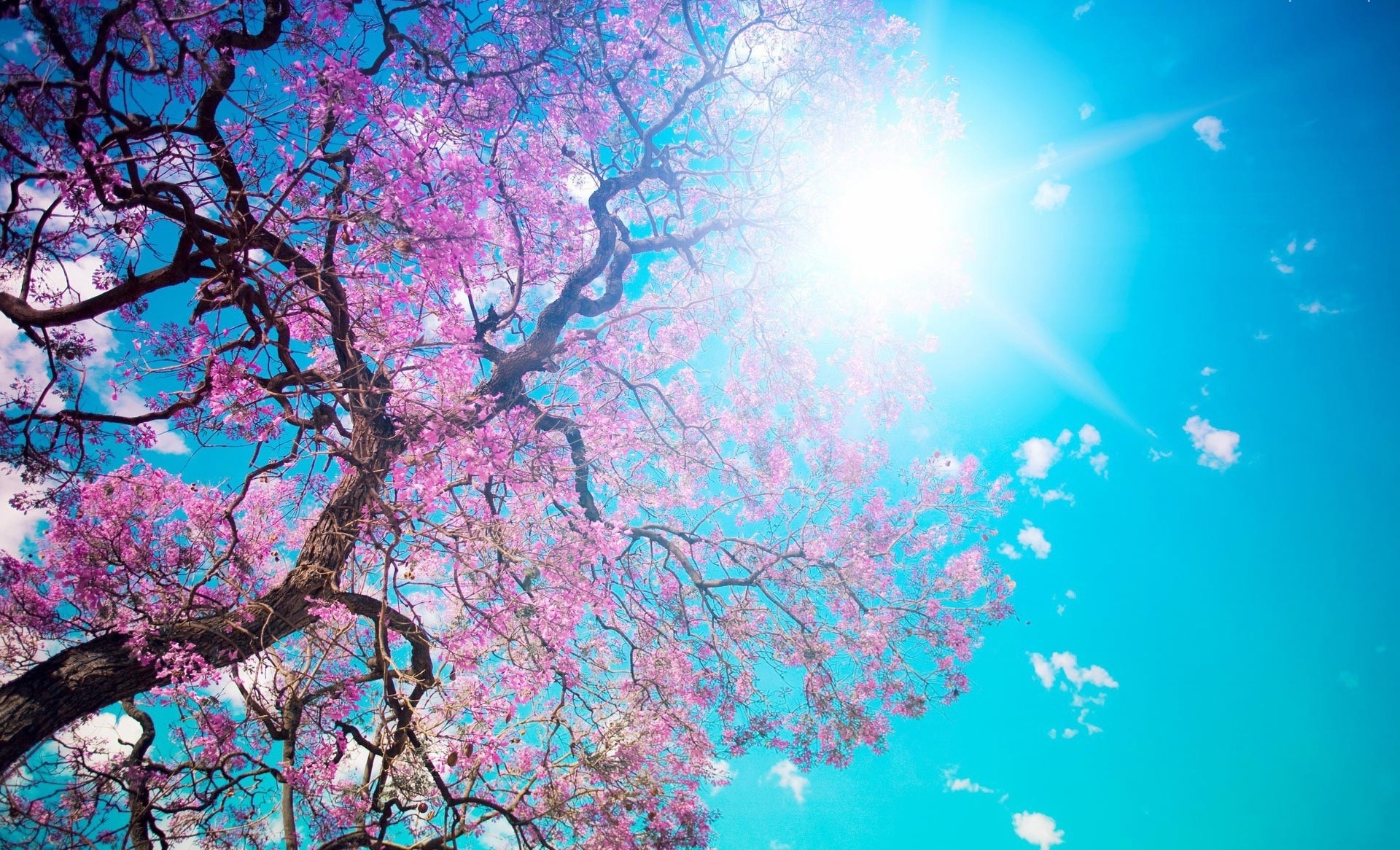 Pink On Spring Tree