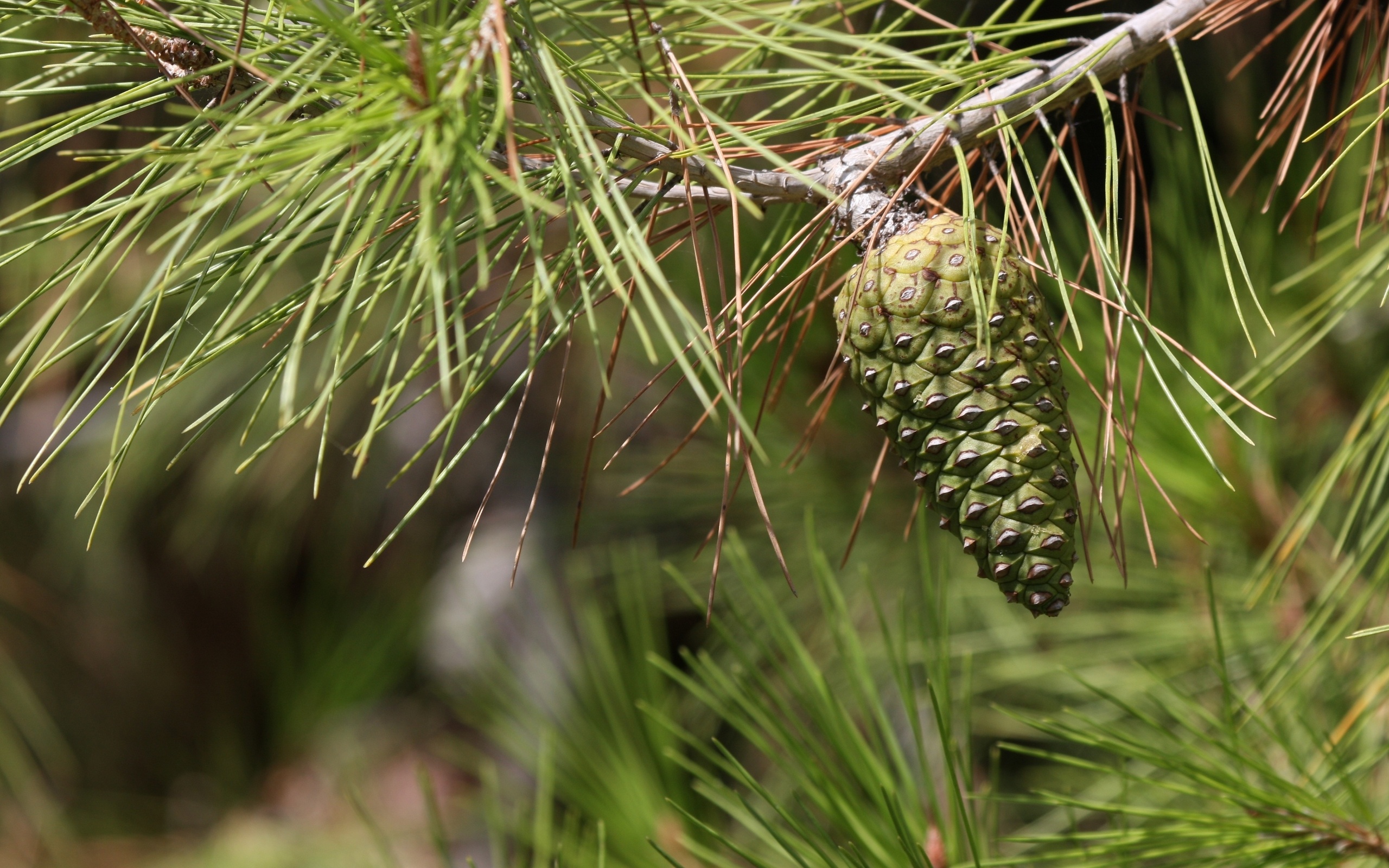Pine Cone Wallpapers Archives   HDWallSourcecom
