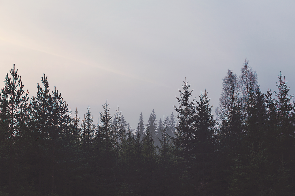 Forest Tree Line Wall Mural With Image Landscape Wallpaper
