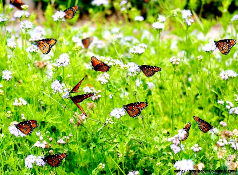 Real Spring Flowers And Butterflies Wallpaper Amazing Wallpapers
