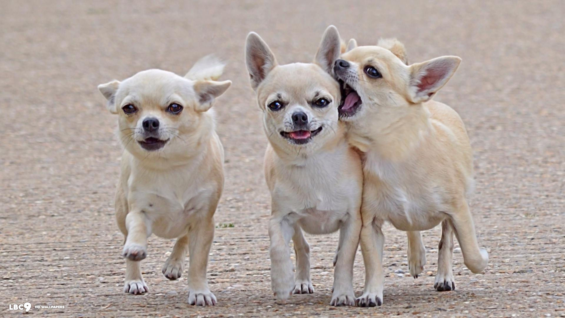 Funny Chihuahua Dog Wallpaper Hi Resolution Im Cool