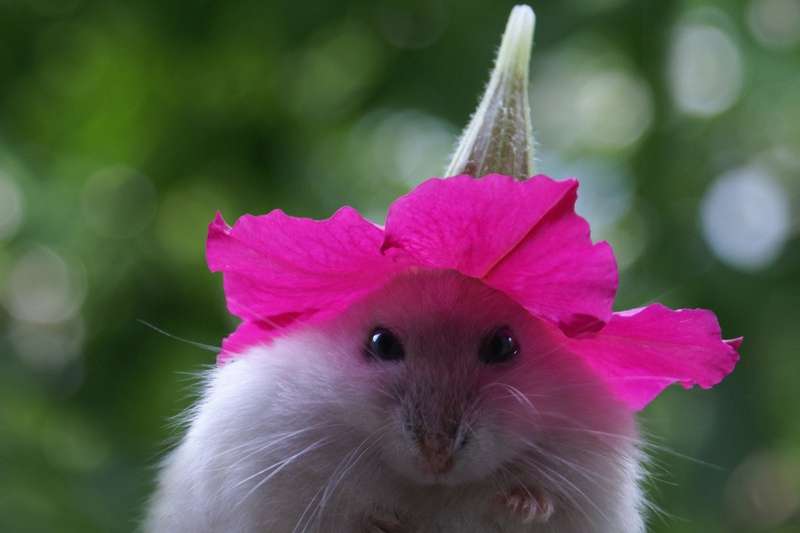 Hamster With A Cute Petunia Hat Photosen Your Source For