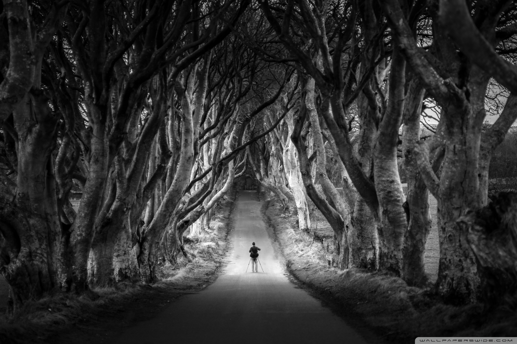 Dark Hedges Avenue Of Beech Trees Northern Ireland 4k HD