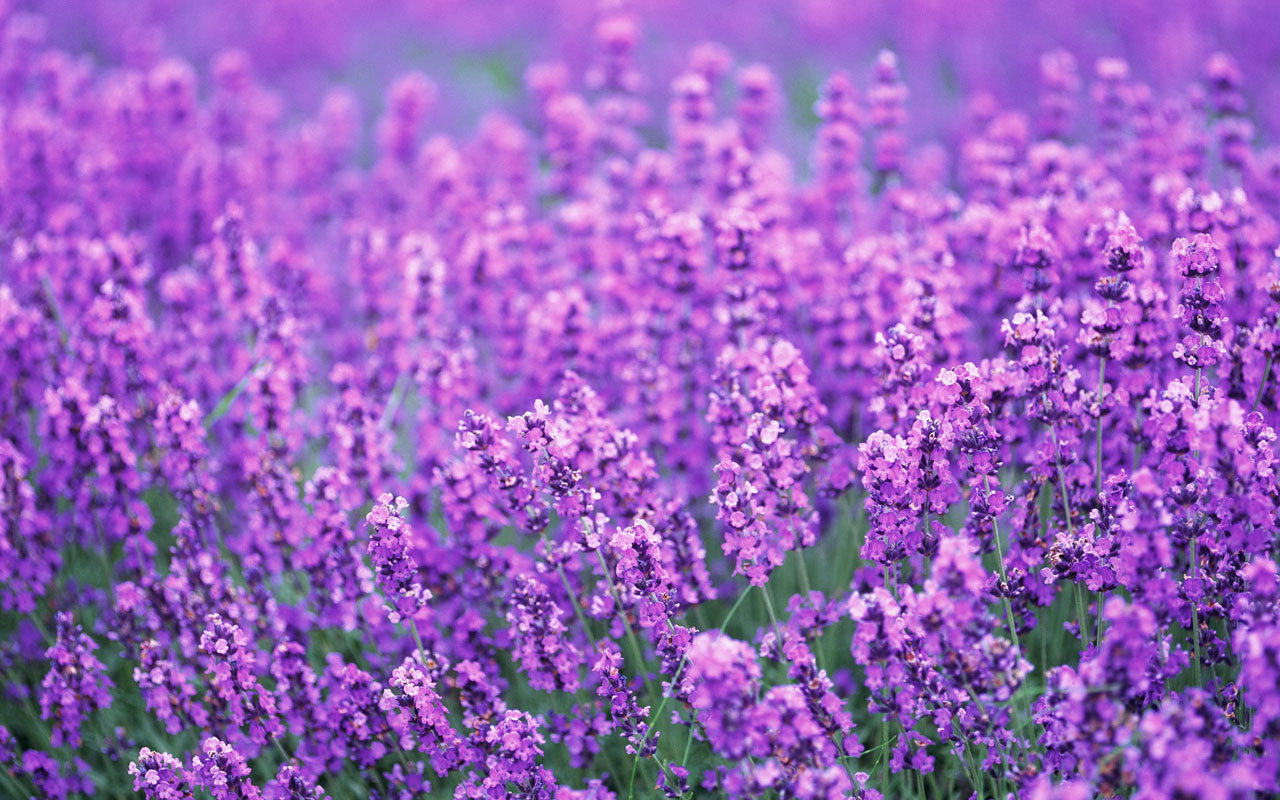 Purple Lavender   Colors Photo 34532015