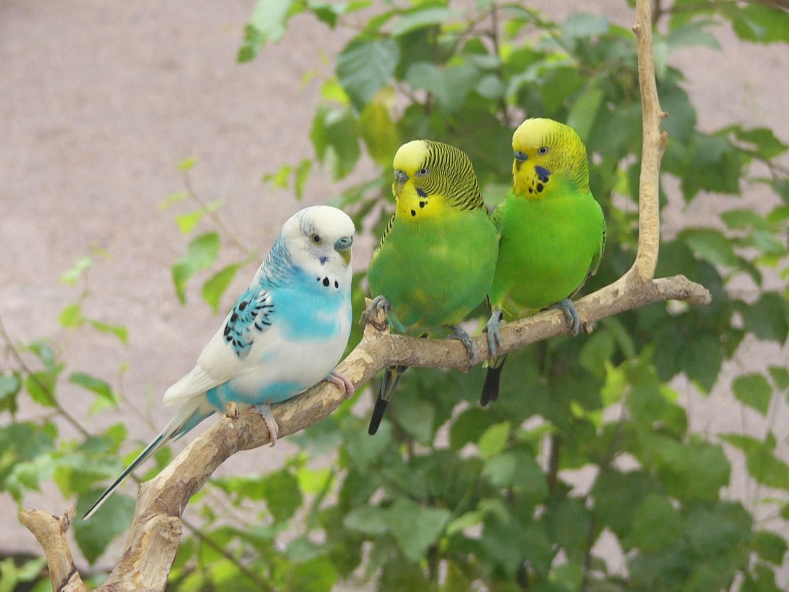 Lovebirds On Tree Branch Wallpaper Birds