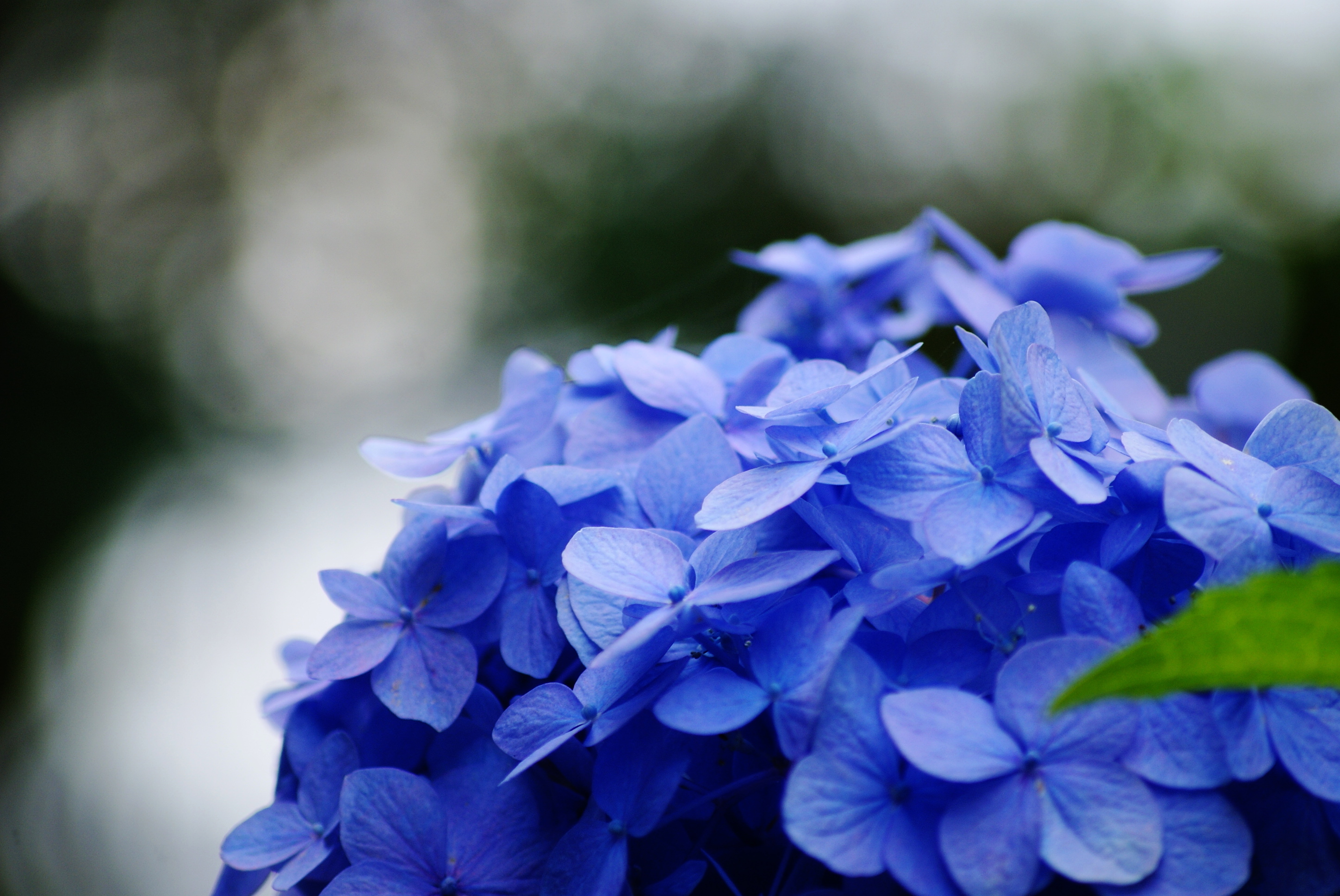 Wallpapers In 2pics Flower Wallpapers Blue Hydrangea Flower Close