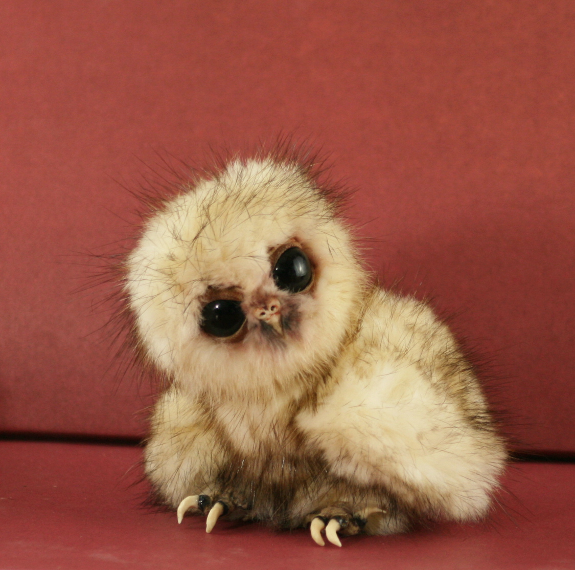 Cute Baby Owls Funny