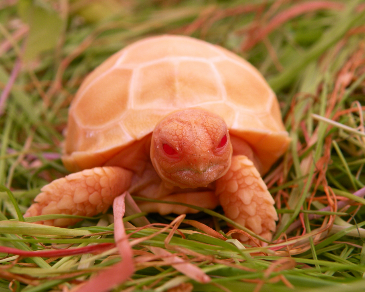 Sulcata Tortoise HD Wallpaper Background Image