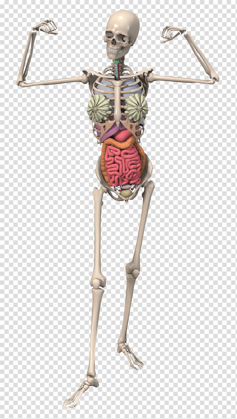 The Skeletal System Anatomy Human Skeleton Bone