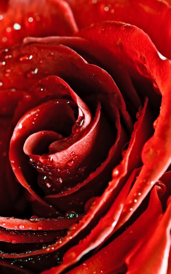 Red Rose Live Wallpaper Android Apps On Google Play