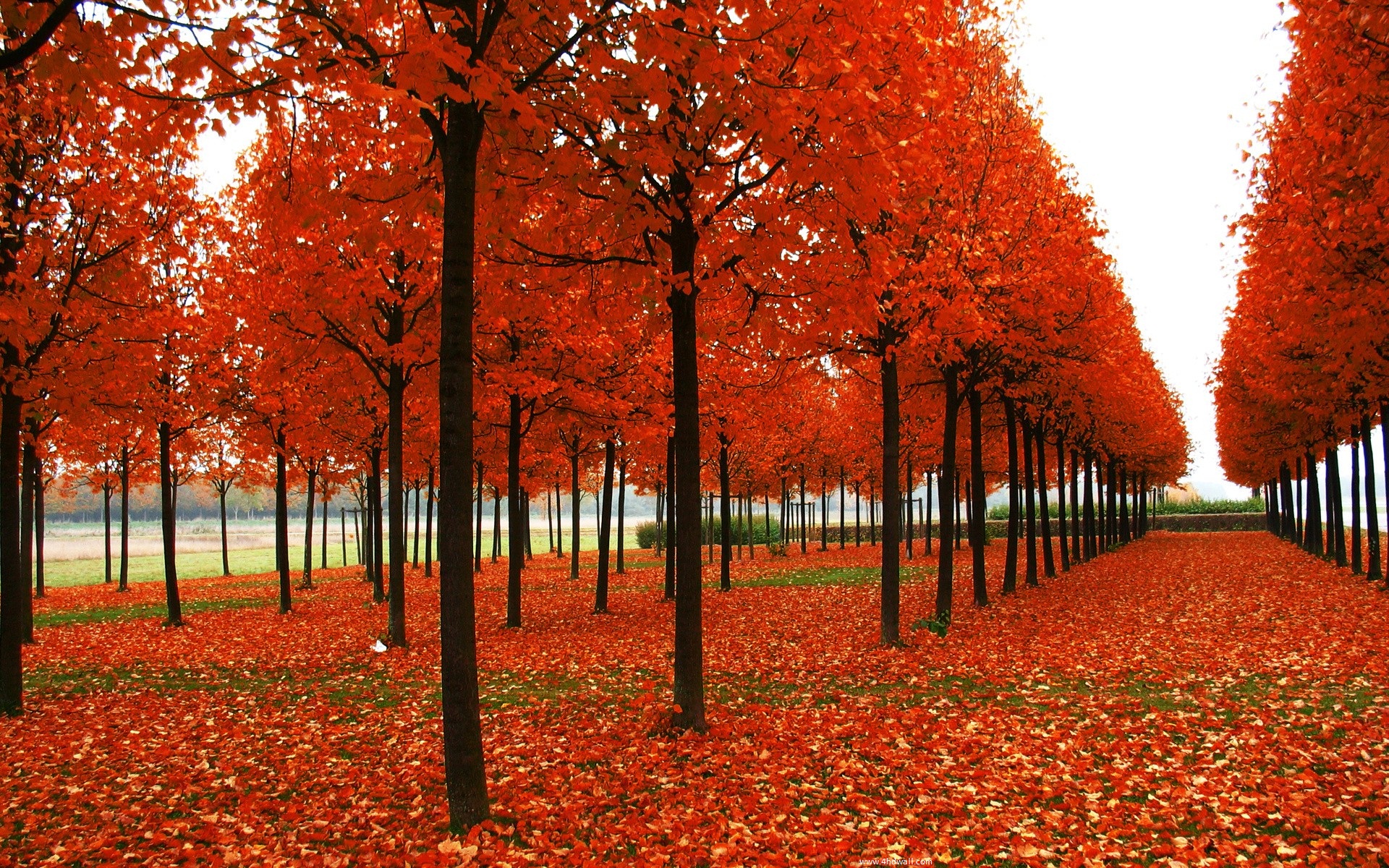 Autumn Season Background Hivewallpaper