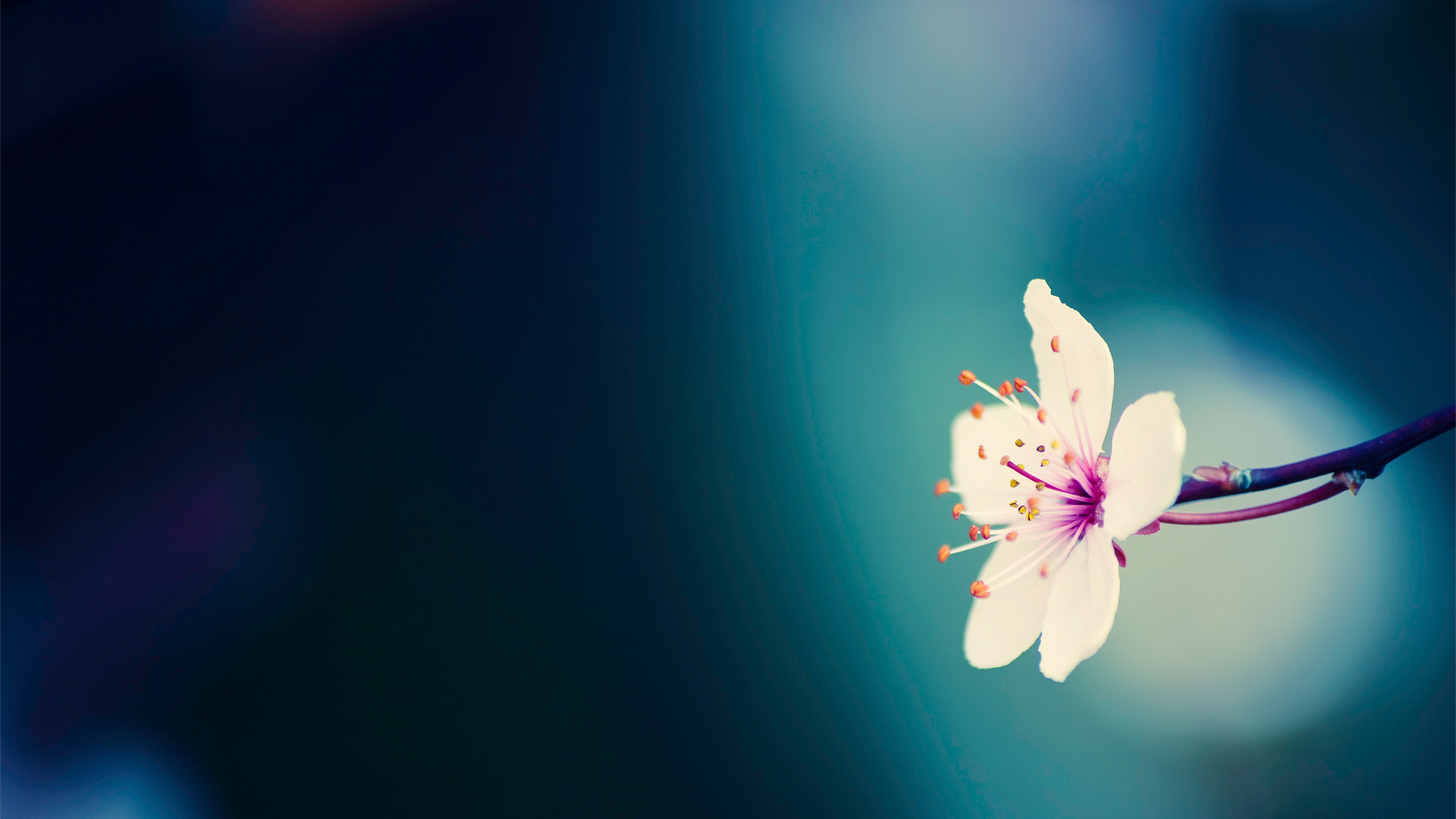 Nature Wallpaper Spring Flowers Background