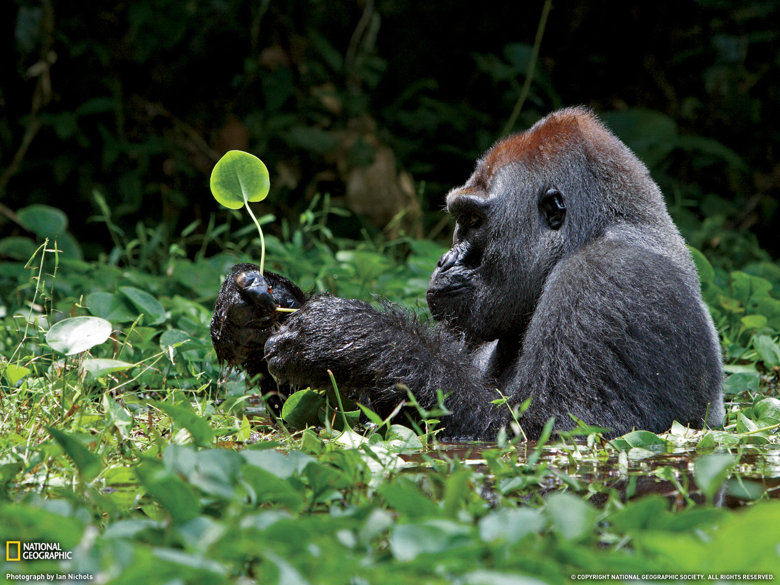 Silverback Gorilla Photo Nature Wallpaper National Geographic
