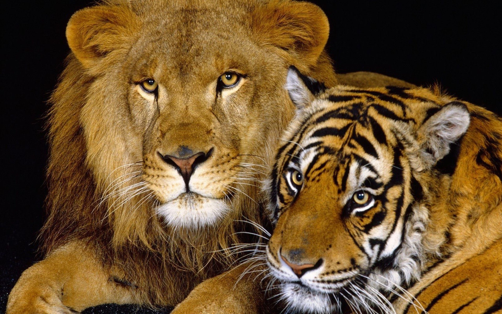 Tiger Lion Cat Family Big Cats Wallpaper Cool